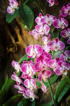 Doritaenopsis, Moth orchid