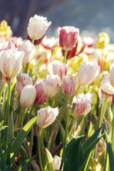 Field of Tulips in various colors