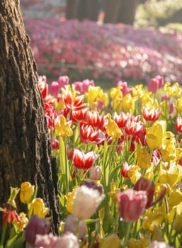 Field of Tulips in various colors