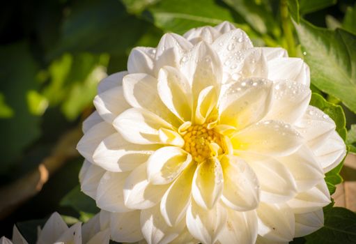 White Dahlia Flower