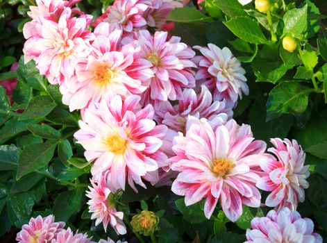 Pink Dahlia Flower