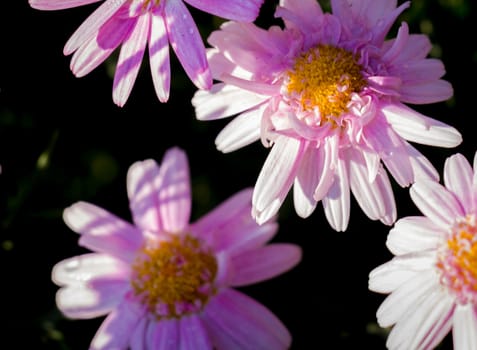 purple daisy flower