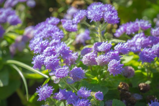 purple ageratum flower close up