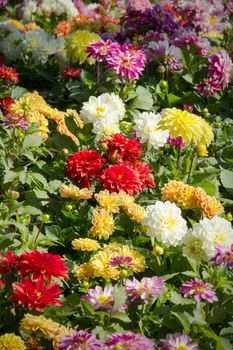 Dahlia garden in various colors