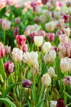 Field of Tulips in various colors