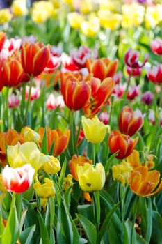 Field of Tulips in various colors