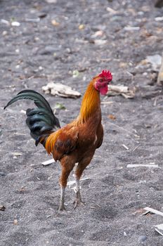 The  cock  is ready to fight, Indonesia, Balid, Ubud