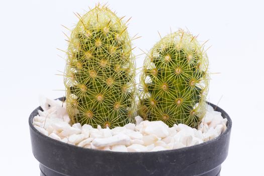 Small cactus in black plastic pot