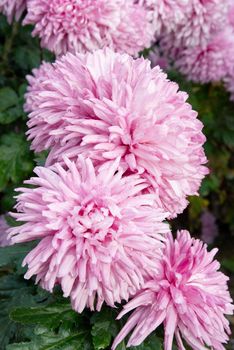 Pink chrysanthemums.