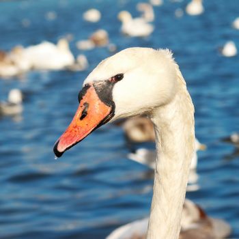 White swan on the water.