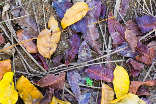autumn purple orange color leave on ground texture