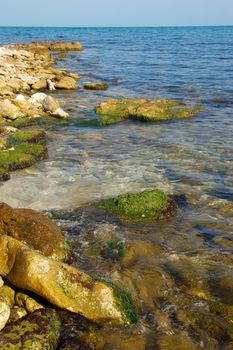 Coast with stones with green marine algae.