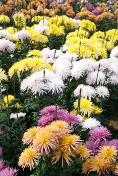 Field of different colors chrysanthemums.