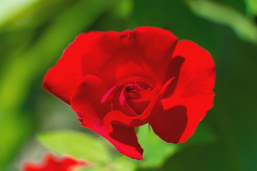 picture of red rose bokeh on green leave