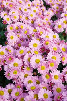 Sweet pink chrysanthemums.