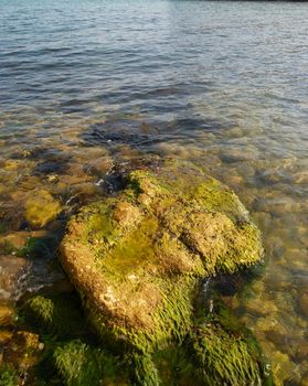 A big stone with green marine algae.