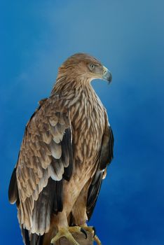 A hawk eagle on the blue sky background.