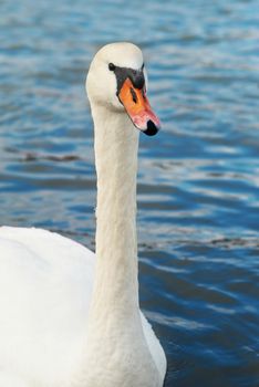 Beautiful white swan on the water.