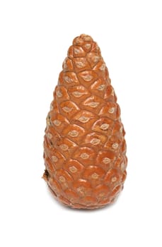 Brown fir cone isolated on white.