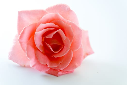 single soft pink rose flower