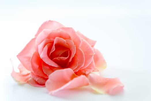 single soft pink rose flower