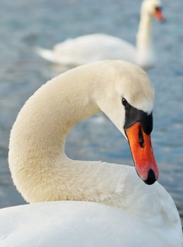 Beautiful white swan on the water.