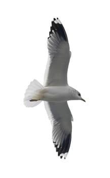 Flying seagull isolated on the white background.