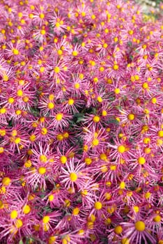 Field of dark pink chrysanthemums.