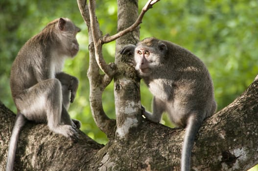 Wild monkey in the light, at Indonesia Bali Ubud Asia