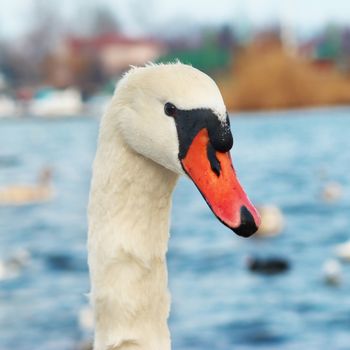 White swan on the water.