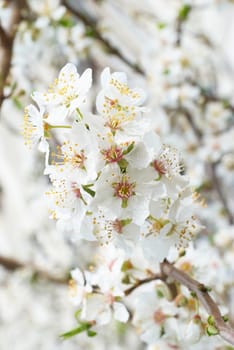 Plum tree white flowers .