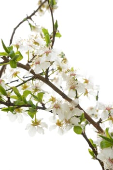 Plum tree white flowers .