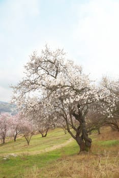 Blooming almond tree with white- pink flowers