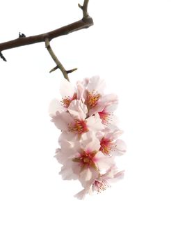 The almond tree pink flowers with branches