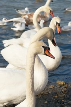 White swans on the water.