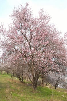 Blooming almond tree with white- pink flowers