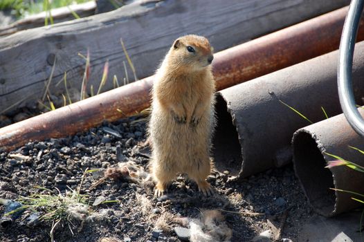 Arctic ground squirrel near metal tube, Pevek town, Chukotka, Russia