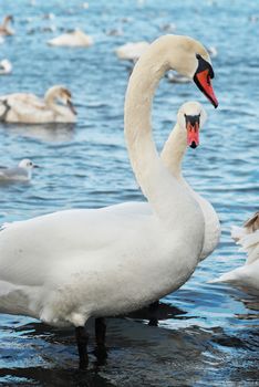 White swans on the water.