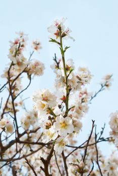 The almond tree pink flowers with branches