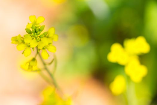 abstract blurred of bok choy flower