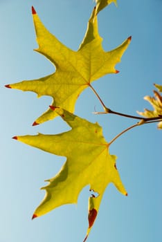 Yellow fall leaves.