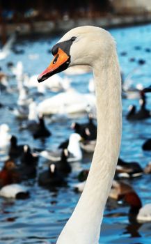 White swans on the water.