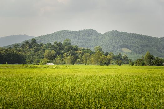 Rice Field and farmer Hut in thailand