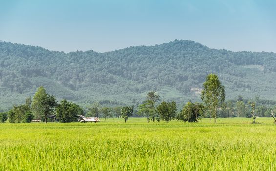 Rice Field and farmer Hut in thailand