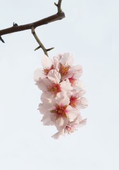 The almond tree pink flowers with branches