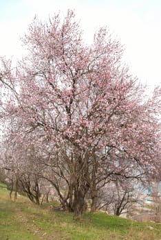 Blooming almond tree with white- pink flowers