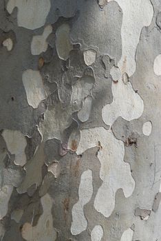 Tree's bark can be used for background