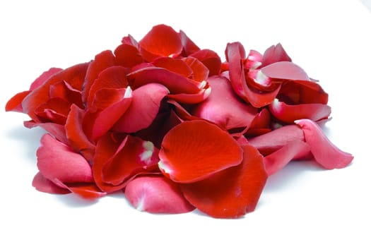 Red rose petal on white background