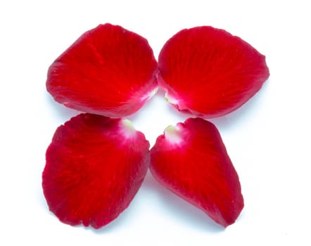 Red rose petal on white background