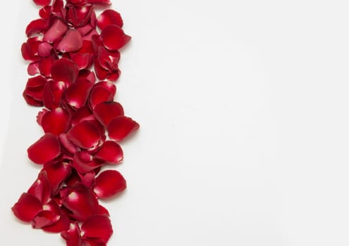 Red rose petal on white background